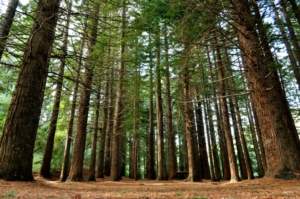 Giant Redwoods in Te Mata Park