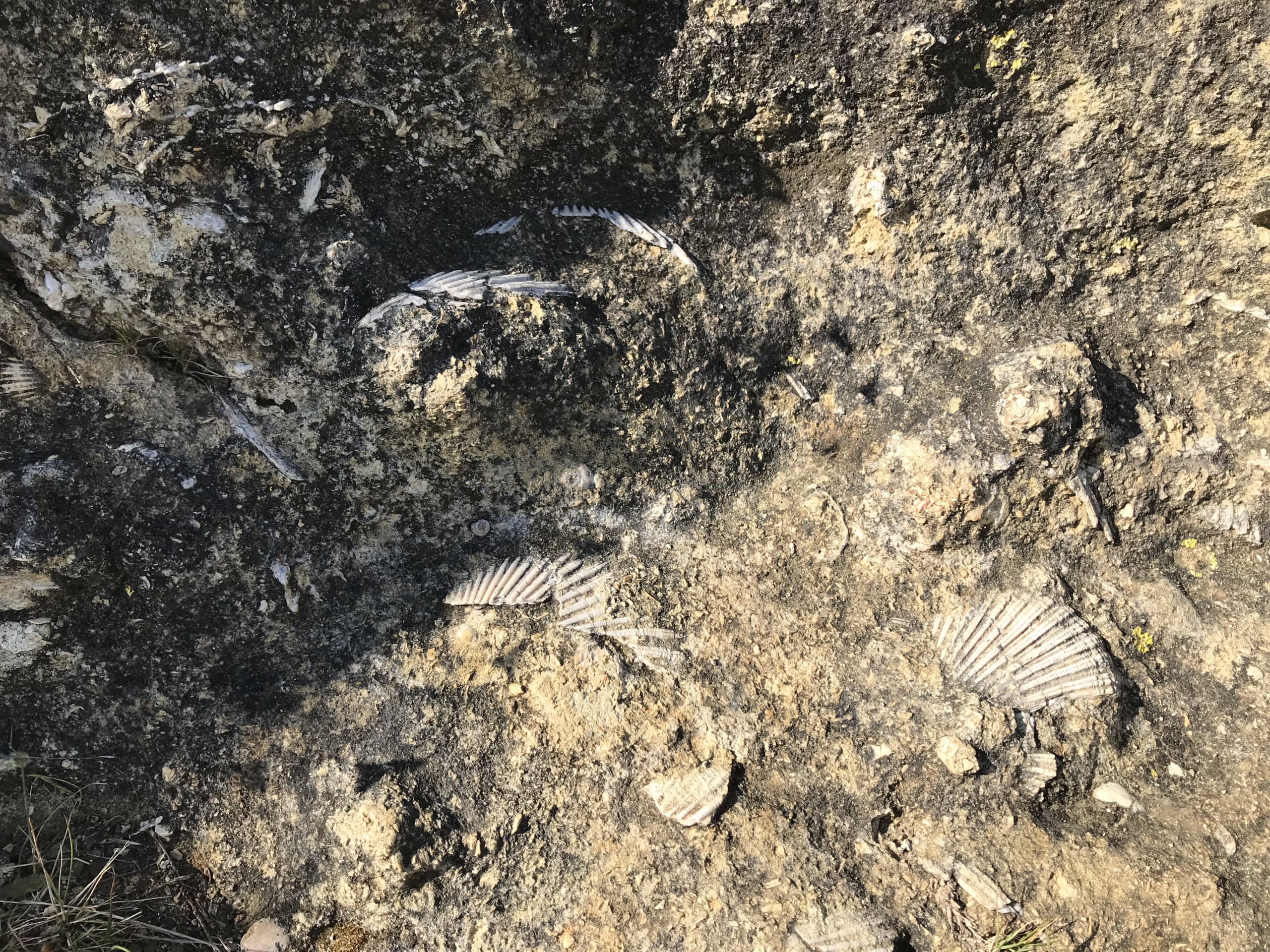 Fossils in Te Mata Park