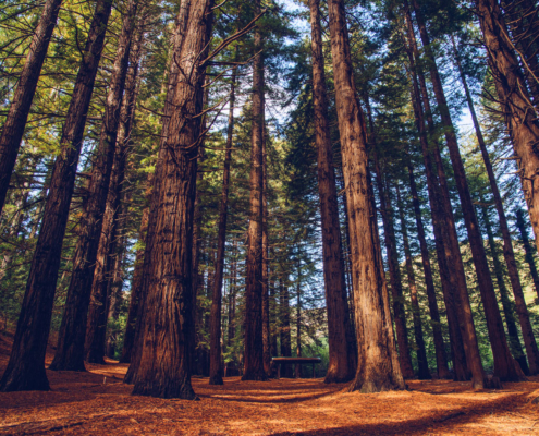 Te Mata Park Redwoods