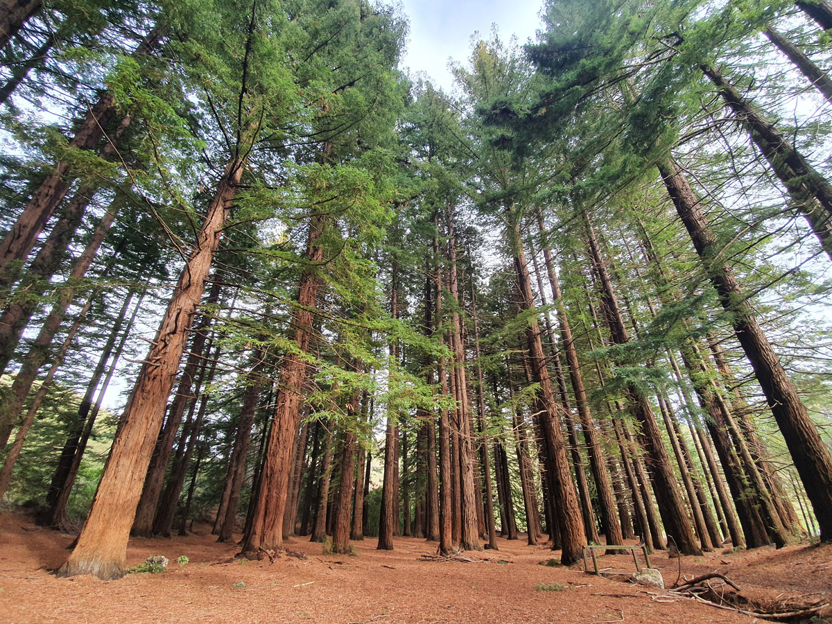 Redwoods Photo by Jan Kupka