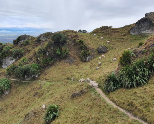 Te Mata Park Photo by Jan Kupka