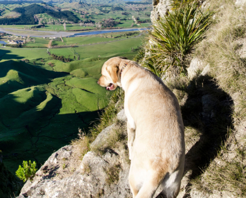 Dog Control Te Mata Park