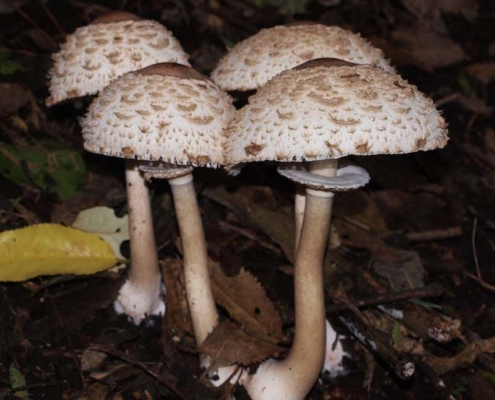 Chlorophyllum rachodes