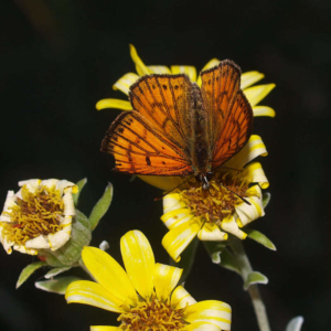 nw cc Lycaena edna TMP 27 12 16 827