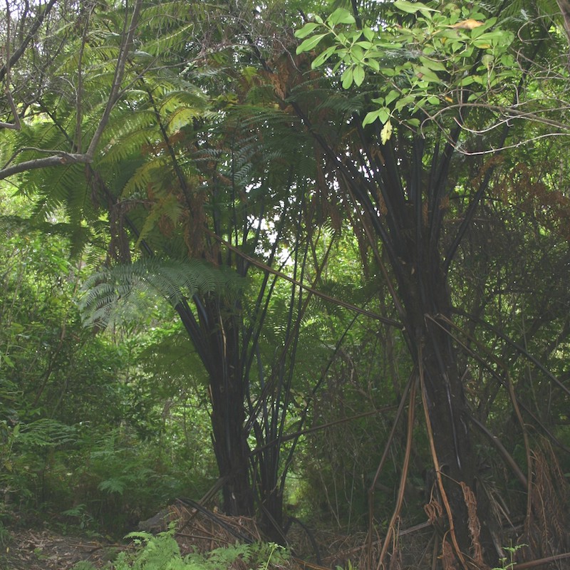Cyathea medullaris TMP Jan 07 001
