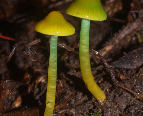 Gliophorus viridis