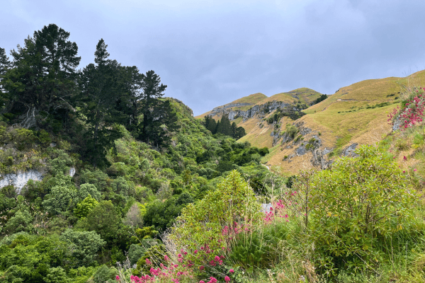 View of Webb's Bush in Te Mata Park from above